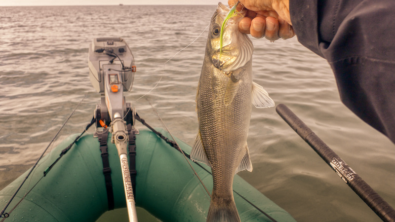 210914 vesterhavet seabars