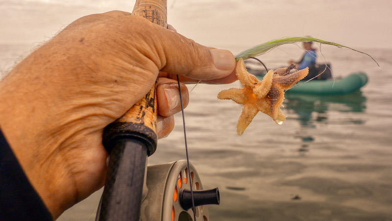 210914 vesterhavet seastar