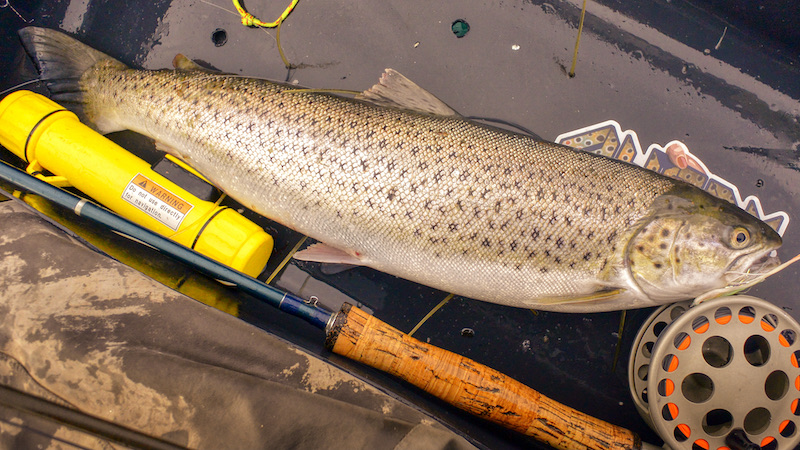 210914 vesterhavet seatrout