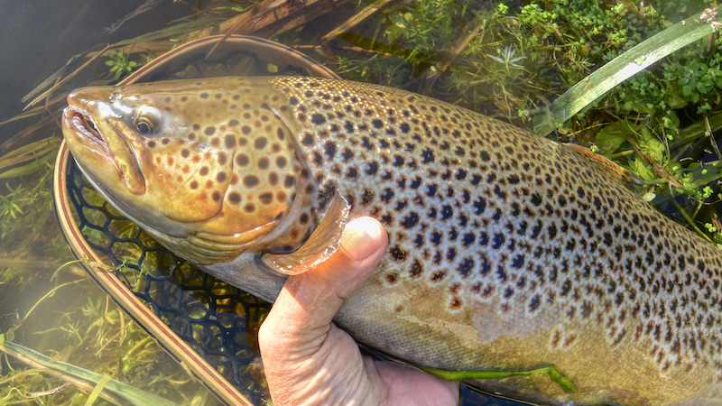 210925 kastbjerg trout