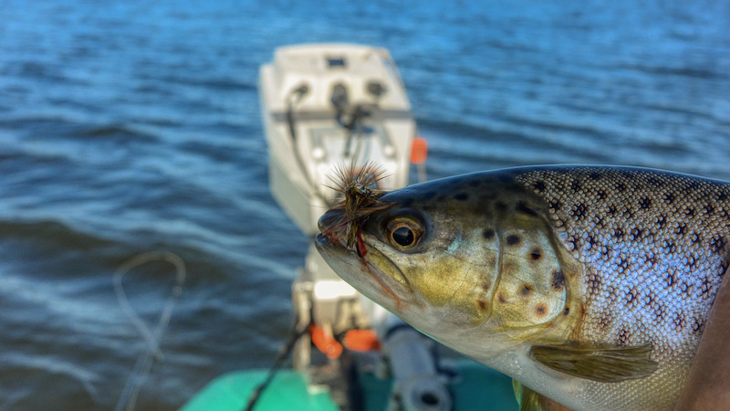 Fjordørred på tørflue 210926 randers fjord dryfly trout