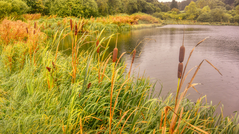 211003 milldam efteraar