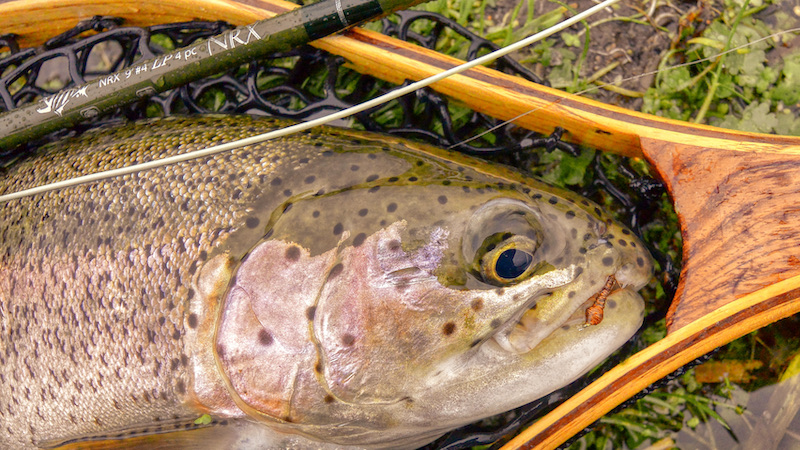 211003 milldam rainbow nymph