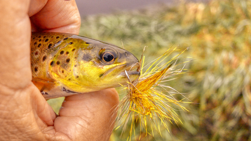 211009 villestrup small trout