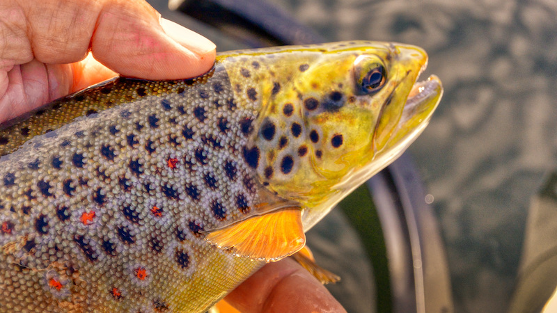 211010 milldam brown trout