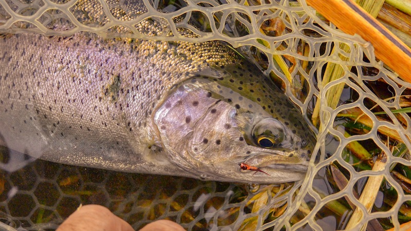 Regnbueørred på nymfe 211120 milllake nymph regnbue