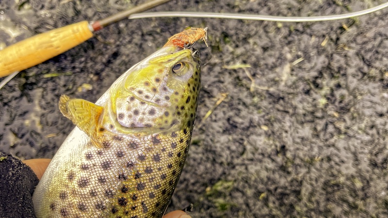 211229 mariager trout