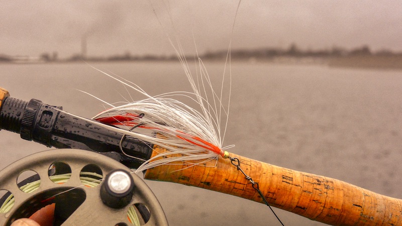 211231 bredningen flue