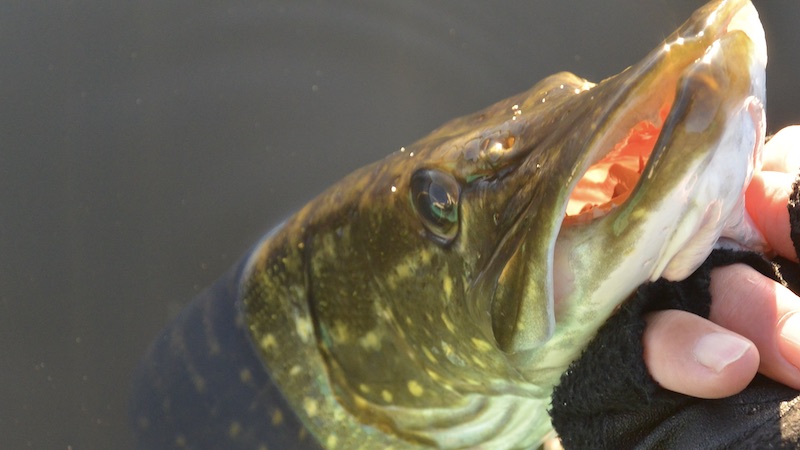 211231 bredningen gedde