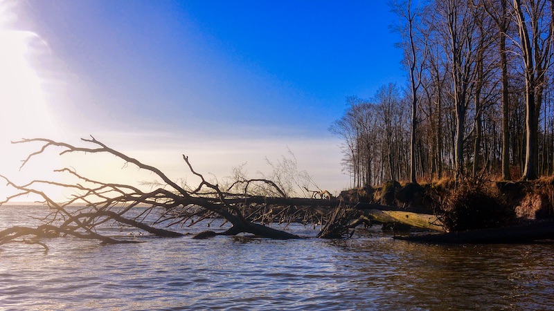 220108 snaptun trees water