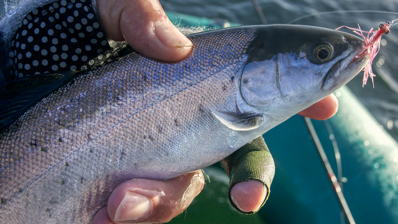 Ørred 220205 stevns trout