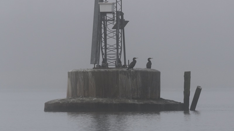 220302 randers fjord skarv