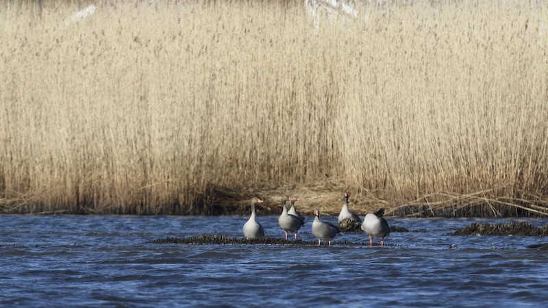 220313 bredningen goose