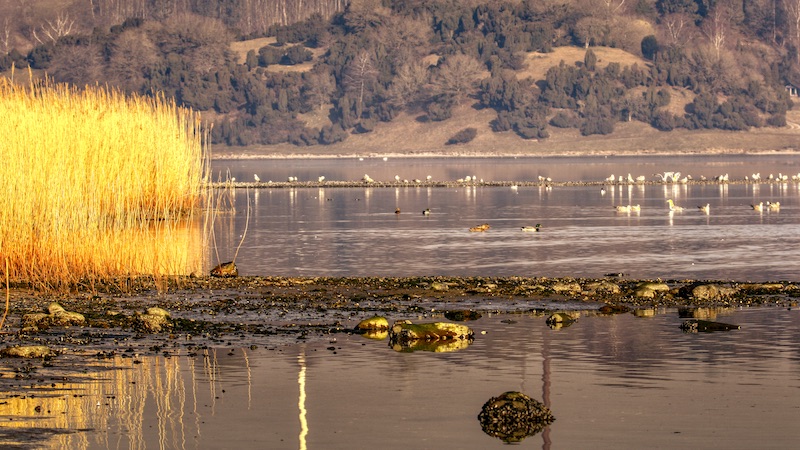 220322 mariager ornedalen low water