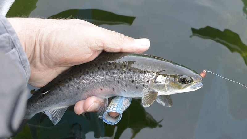 220322 mariager ornedalen trout