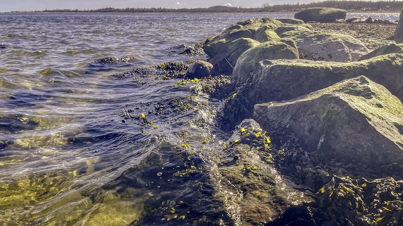 Sten og blæretang 220326 randers fjord mole sten