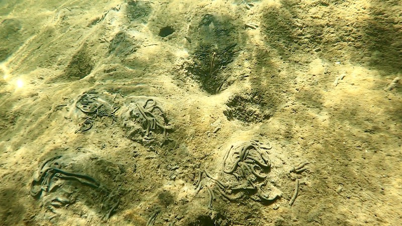 Børsteormene graver 220326 randers fjord orm