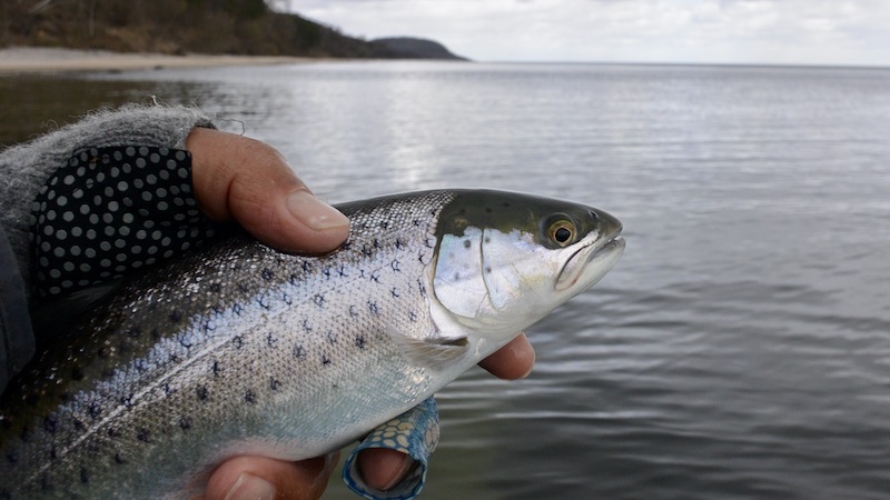 Ørred 220308 vik trout