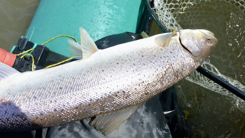 220310 sverige skillinge trout