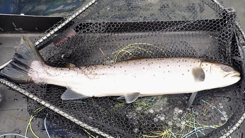 220411 skilllinge langkaster trout