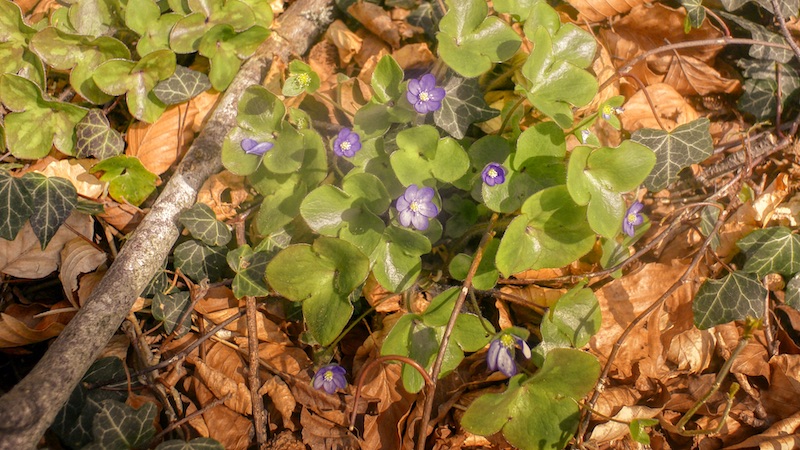Blå Anemoner 220428 mariager blue anemoner
