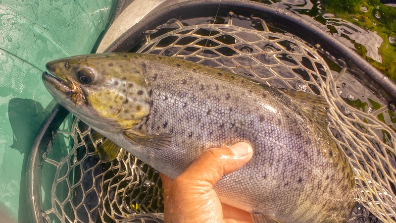 220428 mariager trout