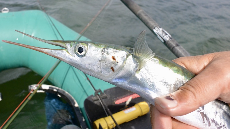 220504 fjellerup hornfisk