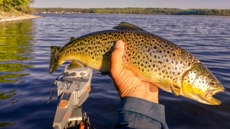 220508 mariager trout