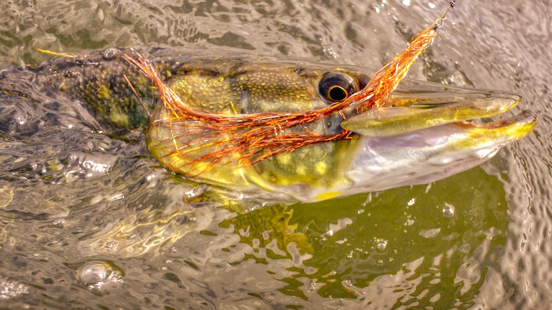 Gedde 220513 tange pike on fly