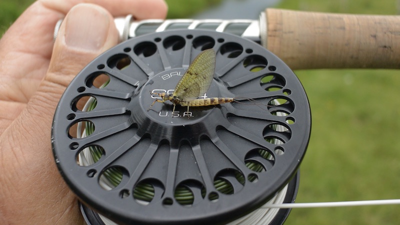 220531 villestrup bauer mayfly