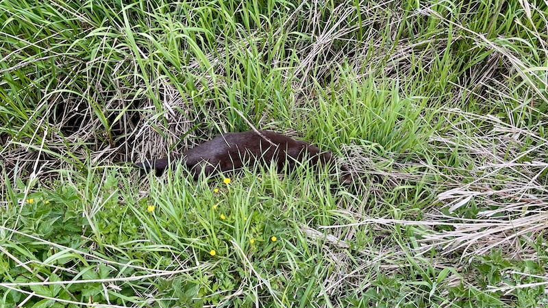 220531 villestrup mink