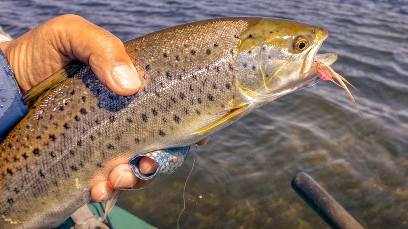 Ørred 220605 renders fjord trout