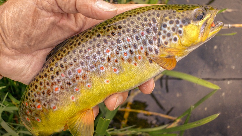 Bækørred 220608 lake browntrout
