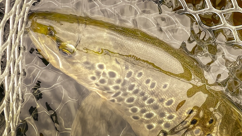 220621 deset trout net