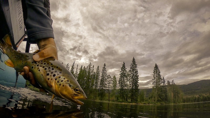 220621 deset trout release