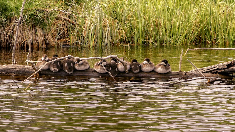 Ællinger 220622 deset ducklings