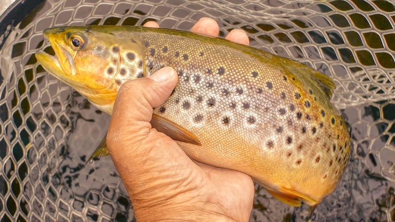 Ørred 220622 deset trout