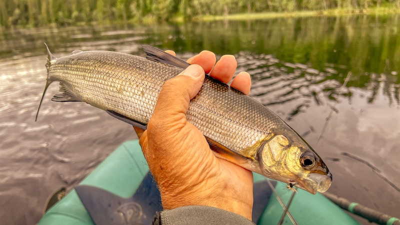 Helt / Sik 220622 deset whitefish