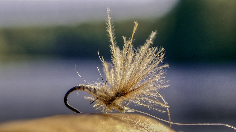 CDC Mayfly 220624 deset cdc fly