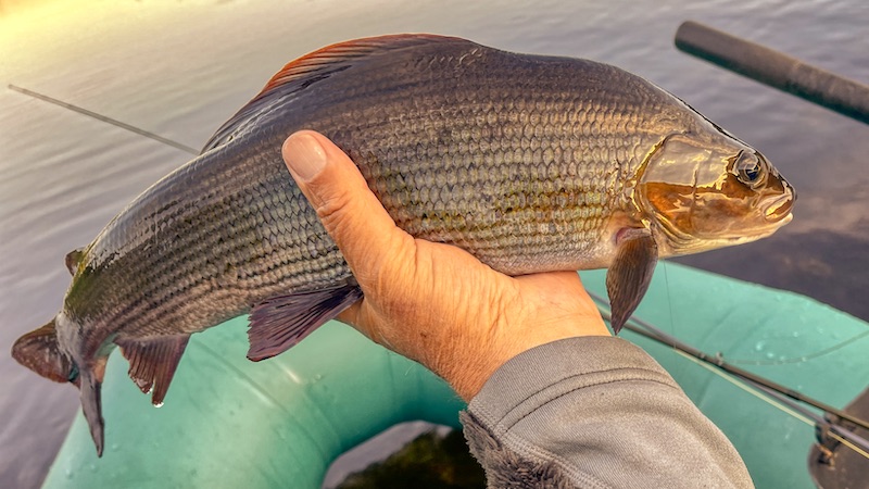 Grayling, Stalling, Harr 220624 deset grayling