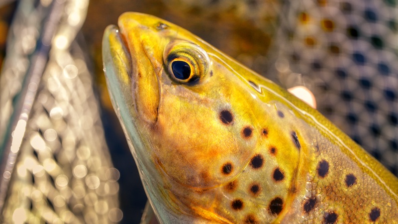 Ørred 220624 deset trout head