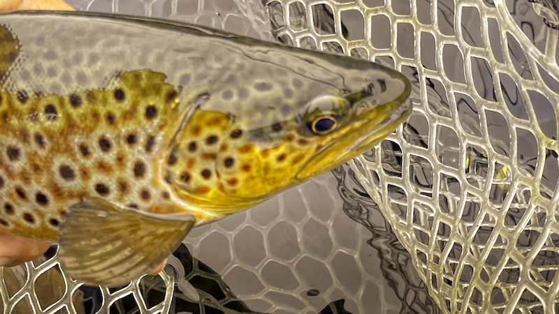 220627 rena deset trout