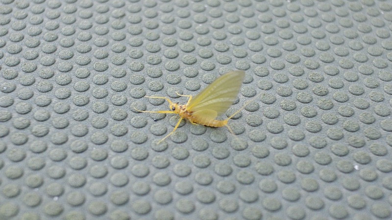 Heptagenia Sulphurea - Yellow May 220629 rena yellow may