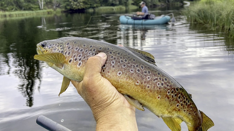 200816 rena trout kaare