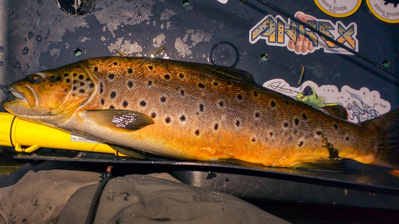 220701 rena deset trout evening