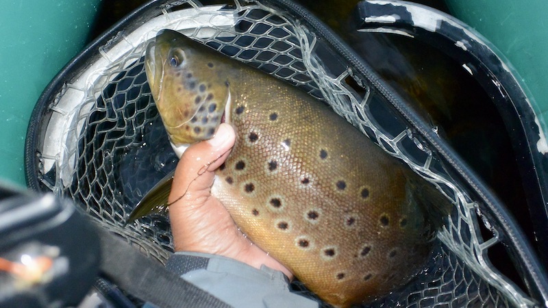 220701 rena deset trout net