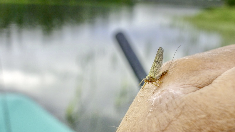 Døgnflue 220705 rena deset mayfly
