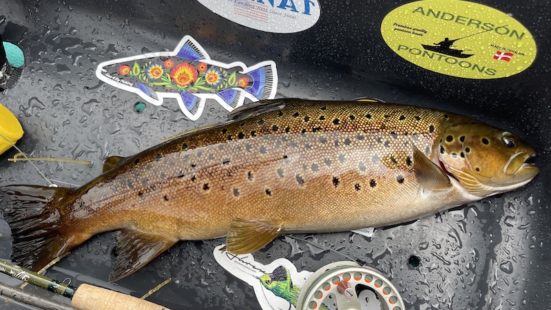 220705 rena trout