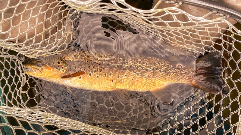Ørred 220706 rena trout