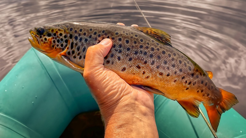Ørred 220708 rena trout